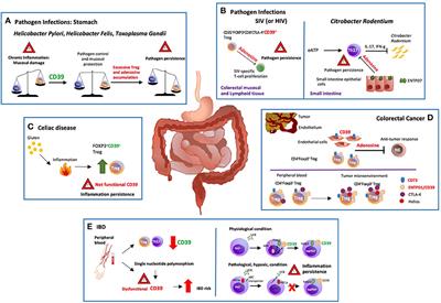 Ectonucleotidases in Intestinal and Hepatic Inflammation